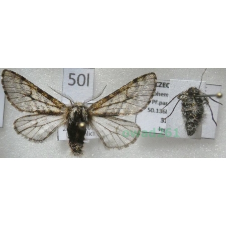 Lycia pomonaria (Hübner, 1790) pair Czech50l